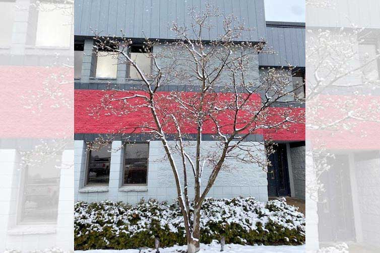 Beware the effects of winter drought on trees, shrubs and plants