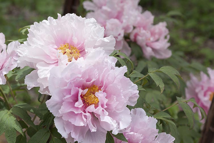 Early spring blooming perennials