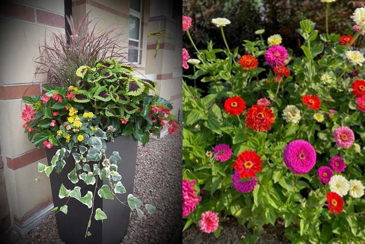 Explore-these-annual-planting-options-index