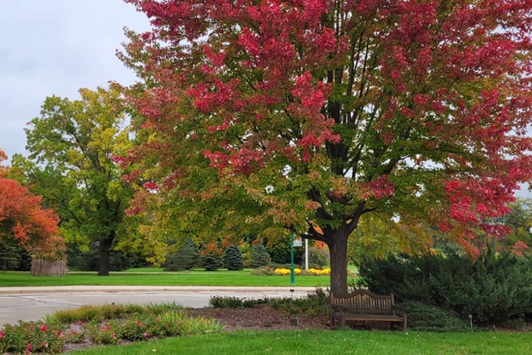 Brilliant Fall Color to Your Landscape