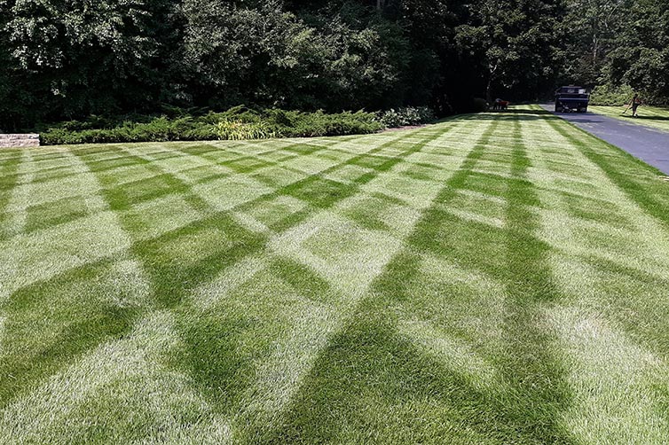 green lawn