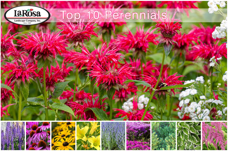 Top 10 perennials