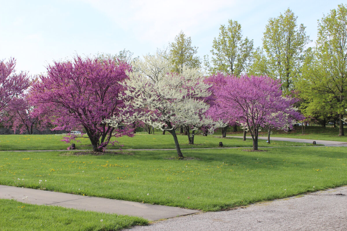 spring flowering trees