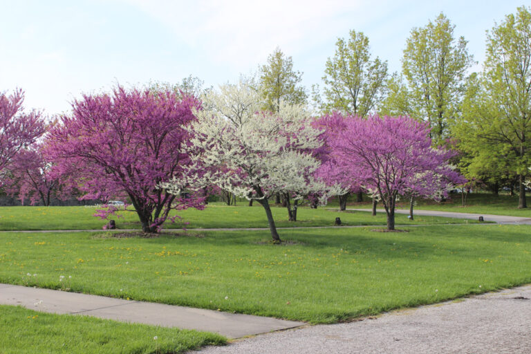 spring flowering trees